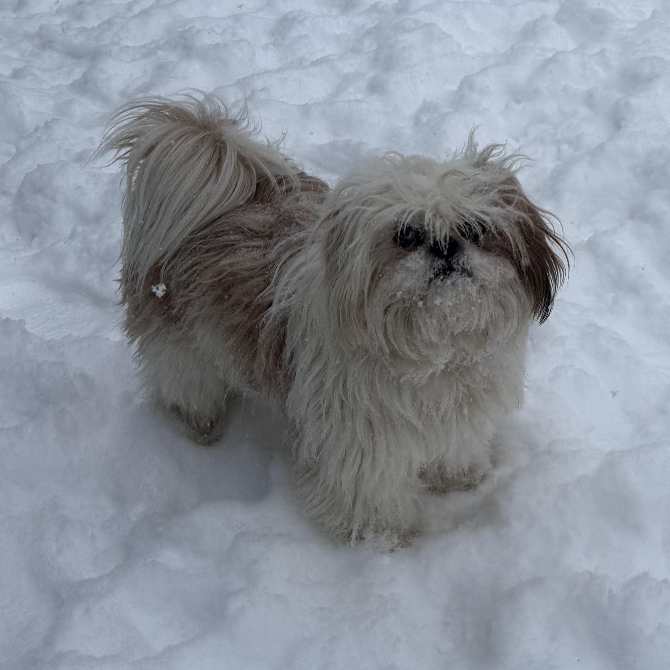 Enlarge Lilly and Archie , a ADOPTABLE Shih Tzu in Lexington, NC image 3/3
