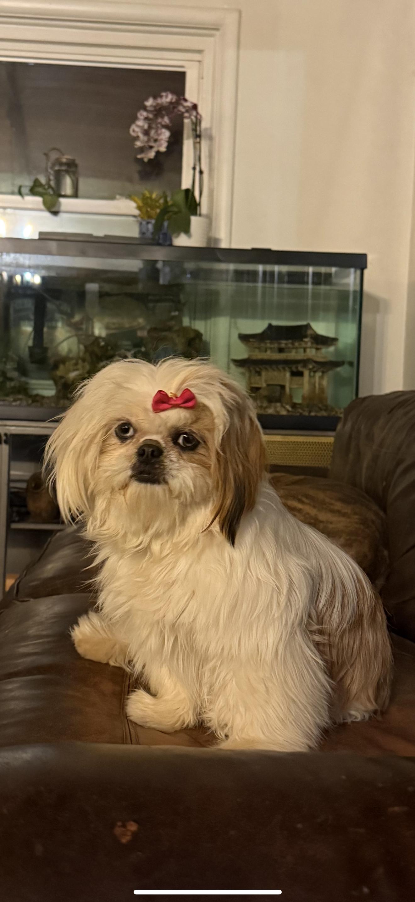 Lilly and Archie , ADOPTABLE, Adult Female Shih Tzu.