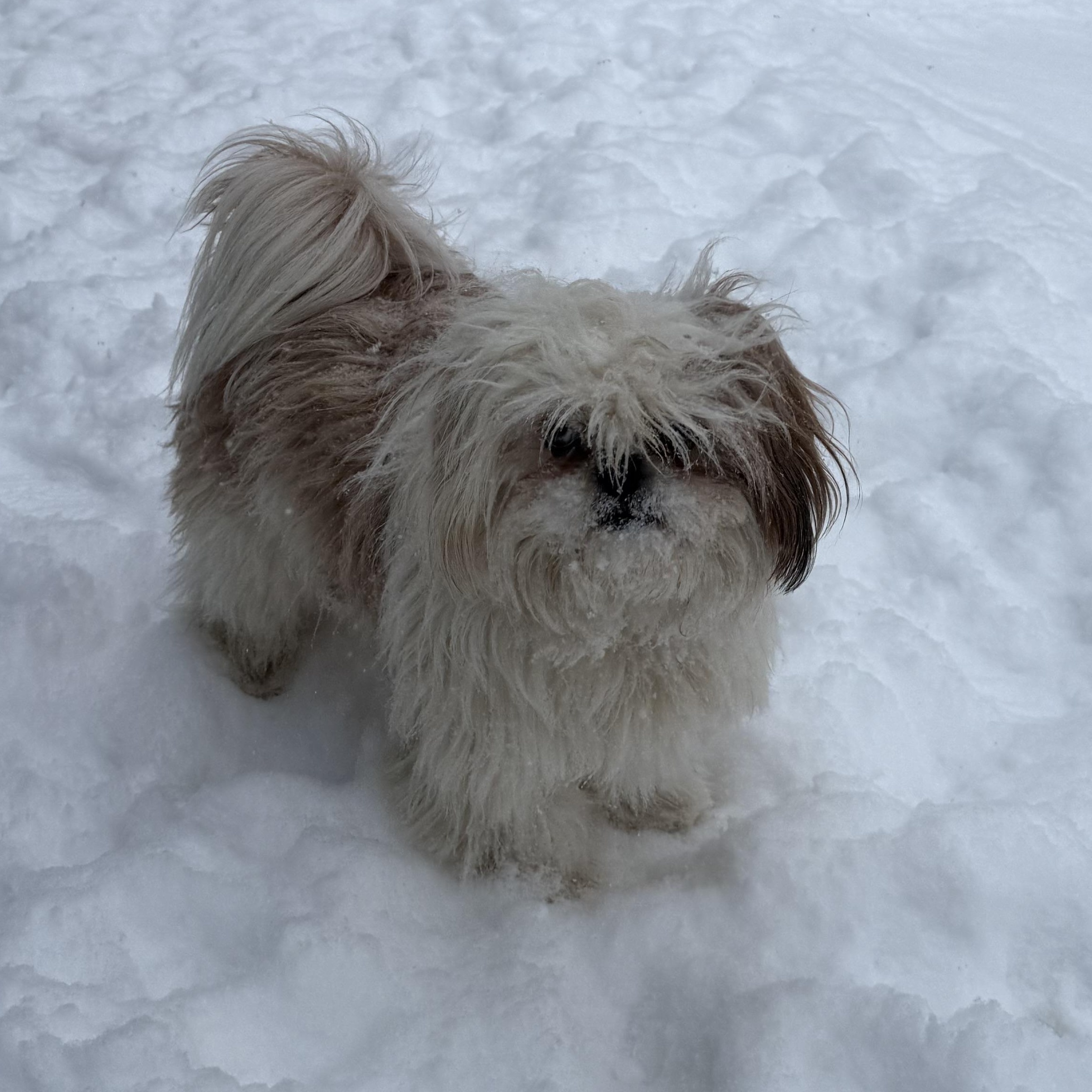 Enlarge Lilly and Archie , a ADOPTABLE Shih Tzu in Lexington, NC image 2/3