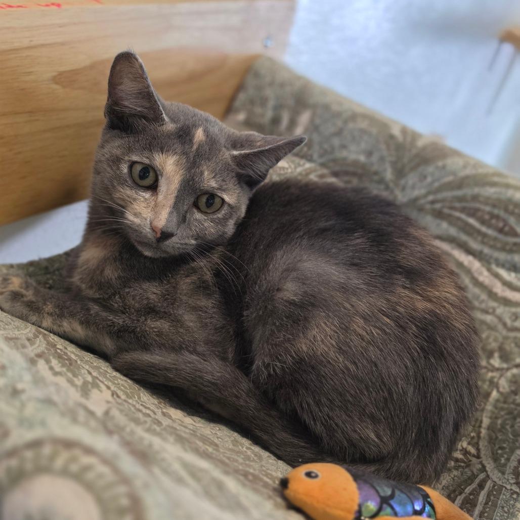 Millie - Chino Hills Location, Adoptable, Kitten Female Domestic Short Hair.