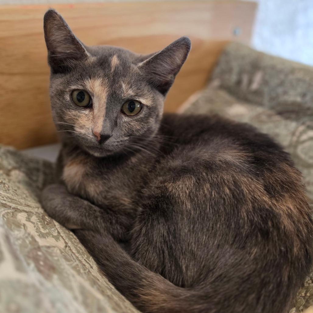 Enlarge Millie - Chino Hills Location, a Adoptable Domestic Short Hair in Chino Hills, CA image 2/6