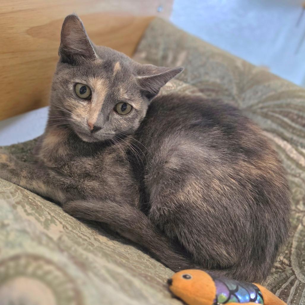 Enlarge Millie - Chino Hills Location, a Adoptable Domestic Short Hair in Chino Hills, CA image 3/6