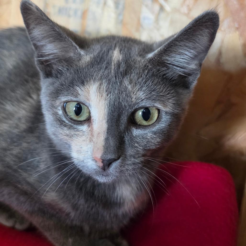 Enlarge Millie - Chino Hills Location, a Adoptable Domestic Short Hair in Chino Hills, CA image 4/6