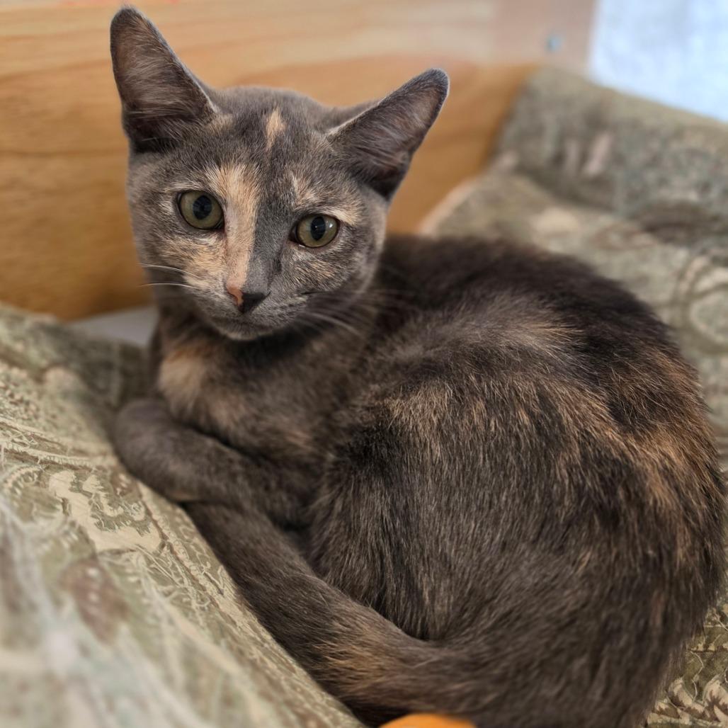 Enlarge Millie - Chino Hills Location, a Adoptable Domestic Short Hair in Chino Hills, CA image 5/6