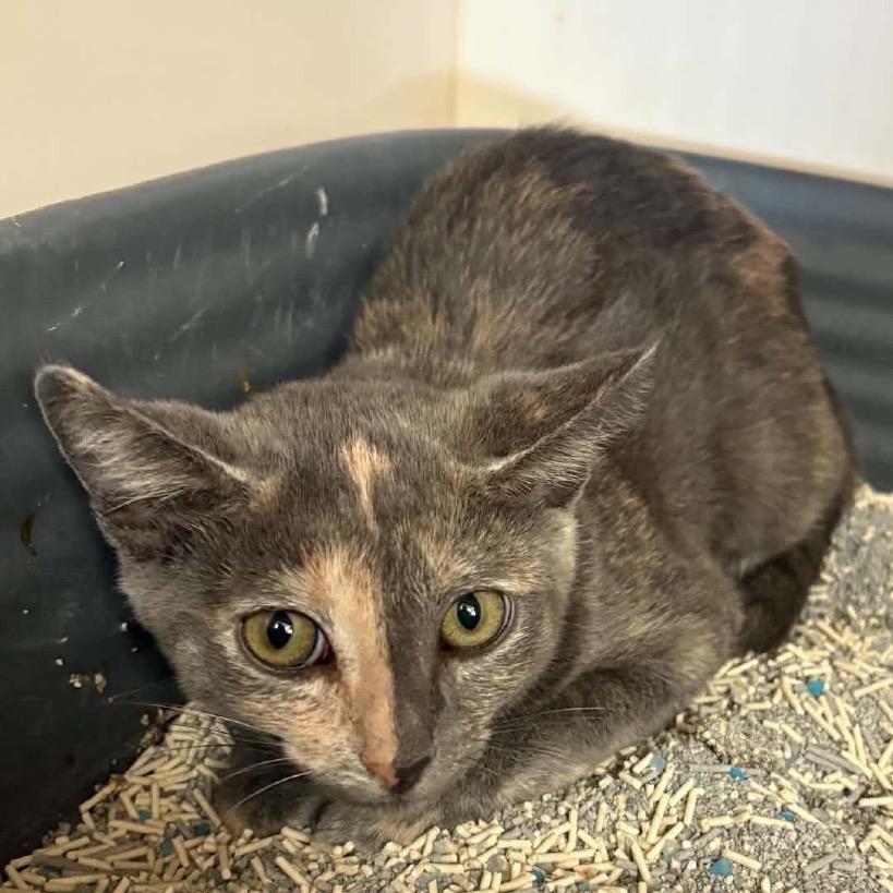 Enlarge Millie - Chino Hills Location, a Adoptable Domestic Short Hair in Chino Hills, CA image 6/6