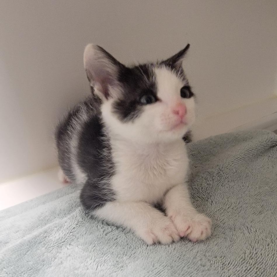 Lionel, Adoptable, Kitten Male Domestic Short Hair.