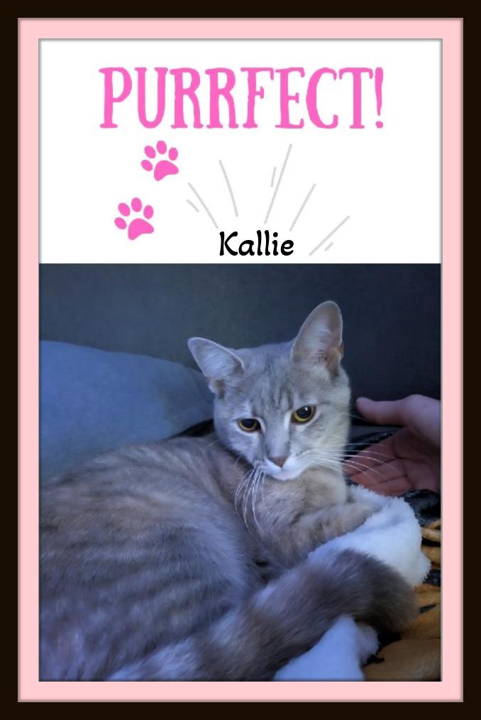 Kallie - She doesn't just look at you she connects, a Adoptable Domestic Short Hair in Winston Salem, NC image 4/6