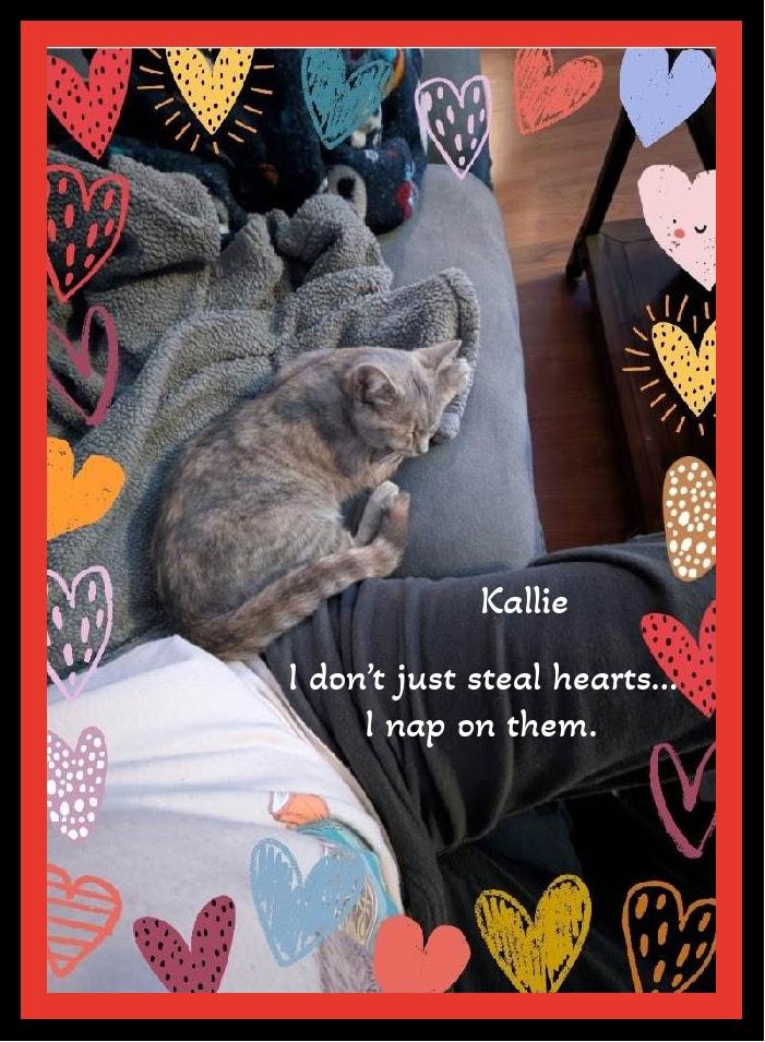 Kallie - She doesn't just look at you she connects, a Adoptable Domestic Short Hair in Winston Salem, NC image 1/6