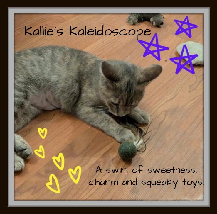 Kallie - She doesn't just look at you she connects, a Adoptable Domestic Short Hair in Winston Salem, NC image 5/6