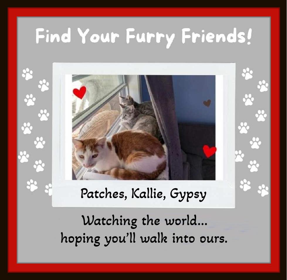 Kallie - She doesn't just look at you she connects, a Adoptable Domestic Short Hair in Winston Salem, NC image 3/6