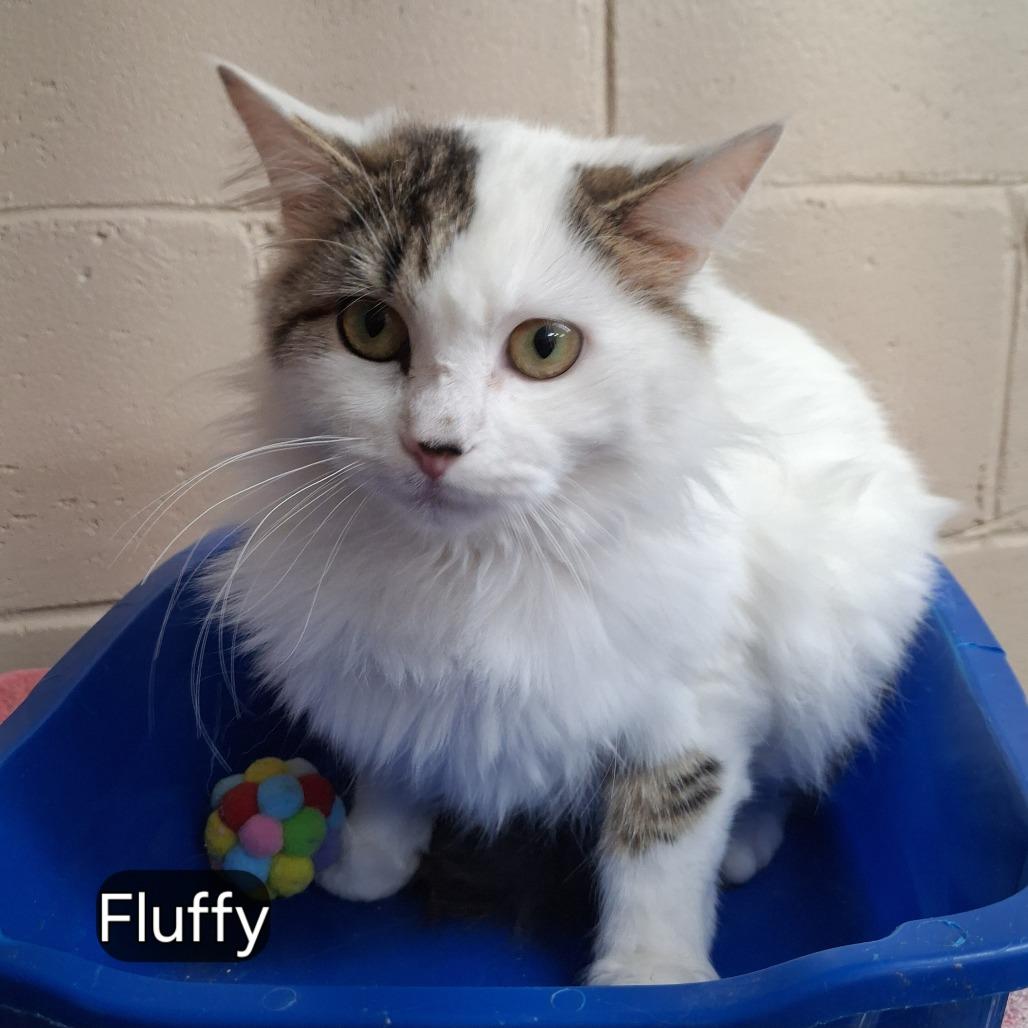 Enlarge Fluffy, a Adoptable Domestic Long Hair in Sylvania, GA image 1/1