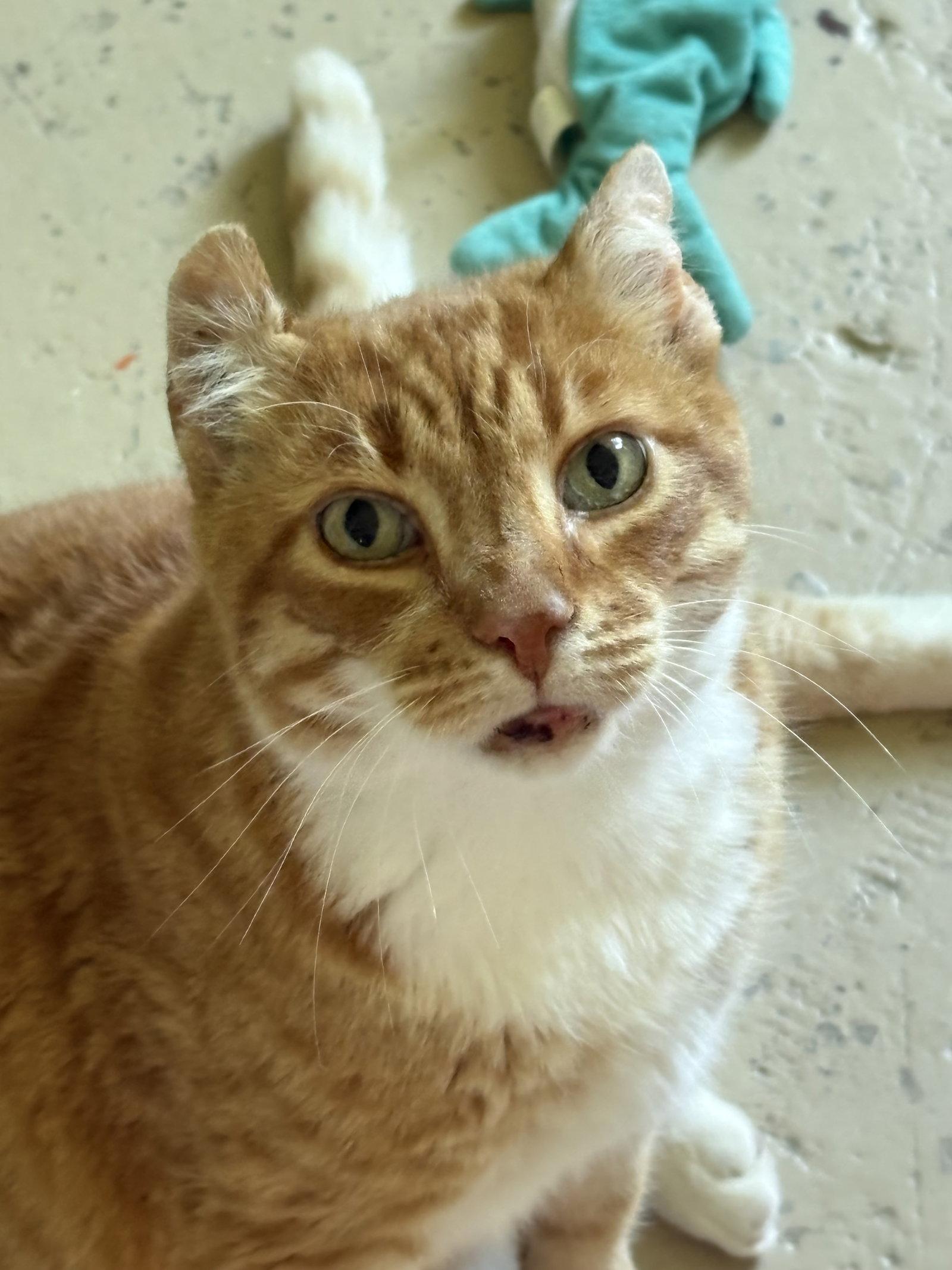 Big Boy, Adoptable, Adult Male Tabby.