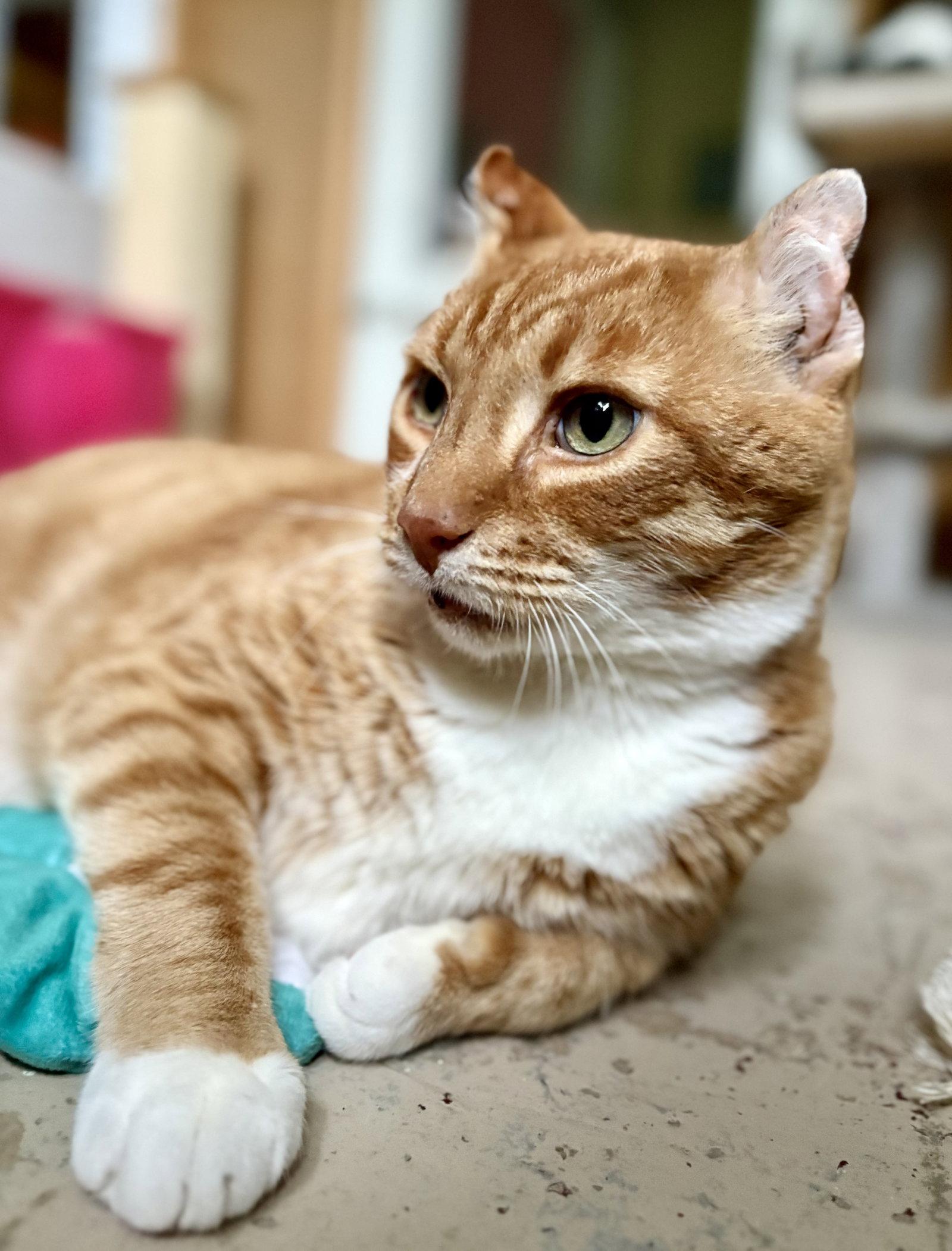 Big Boy, a Adoptable Tabby in Flint Hill, VA image 2/3