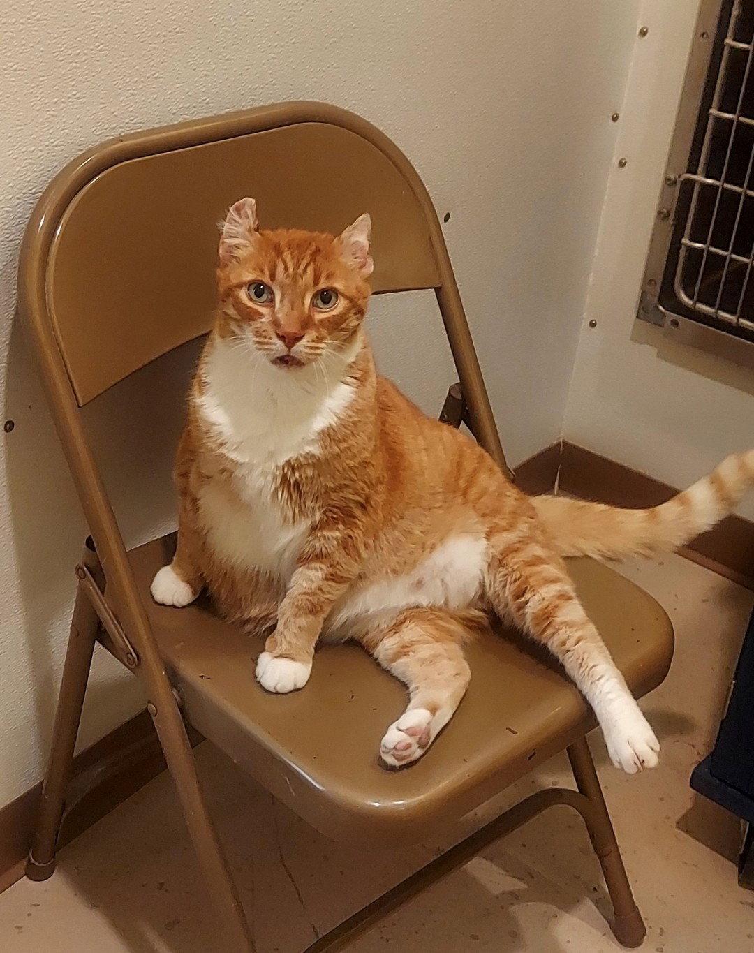 Big Boy, a Adoptable Tabby in Flint Hill, VA image 3/3
