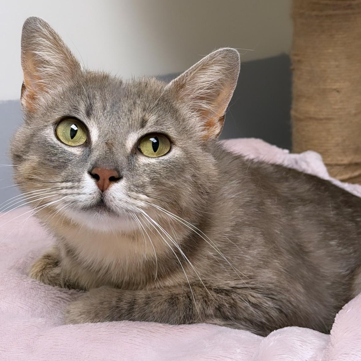 Alexis, ADOPTABLE, Adult Female Domestic Short Hair.