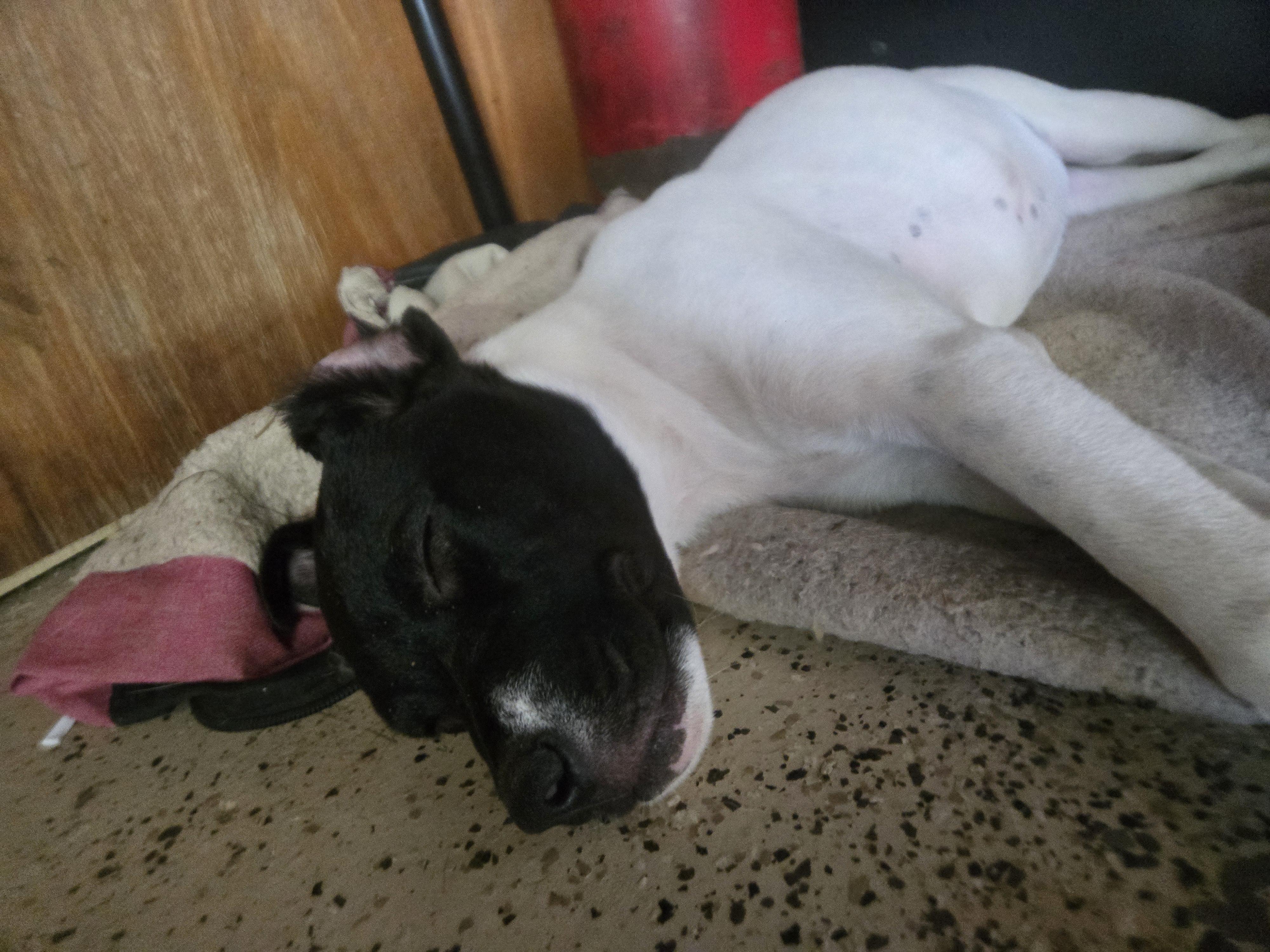 Haddie, a Adoptable mixed breed in Tylertown, MS image 1/5