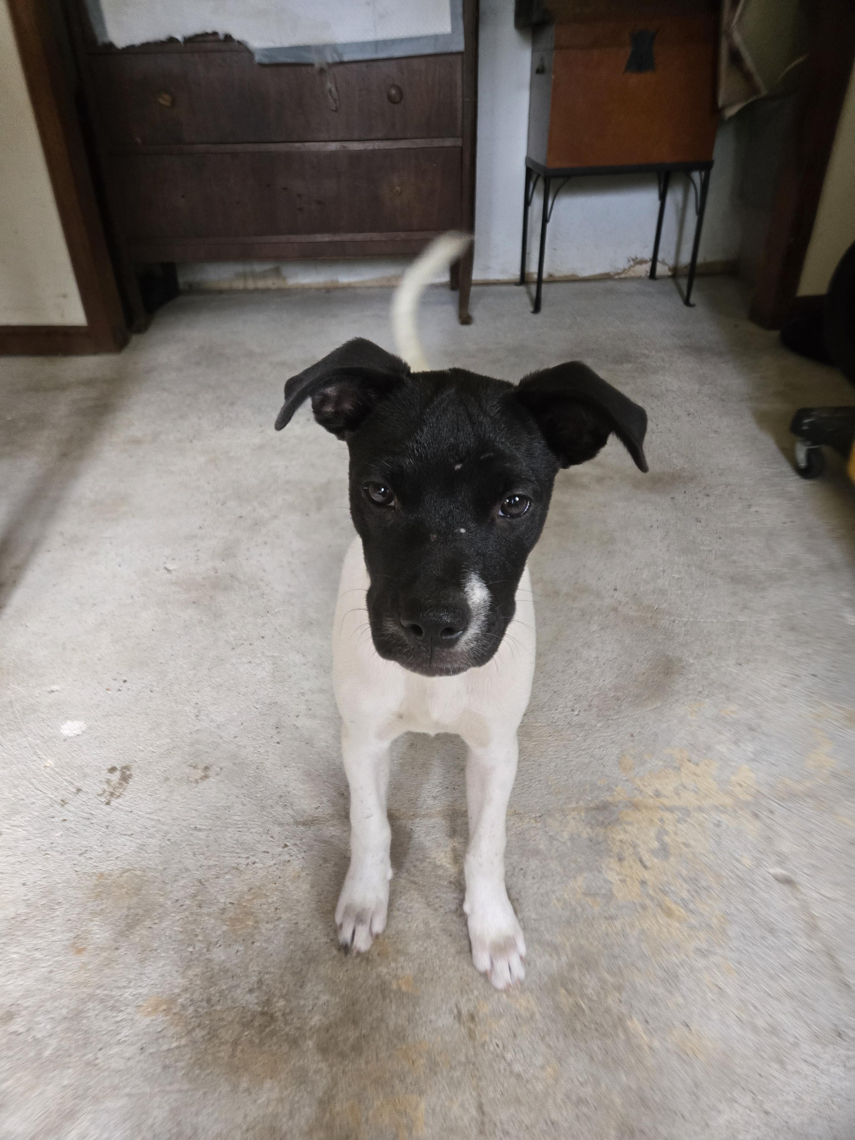 Haddie, a Adoptable mixed breed in Tylertown, MS image 2/5