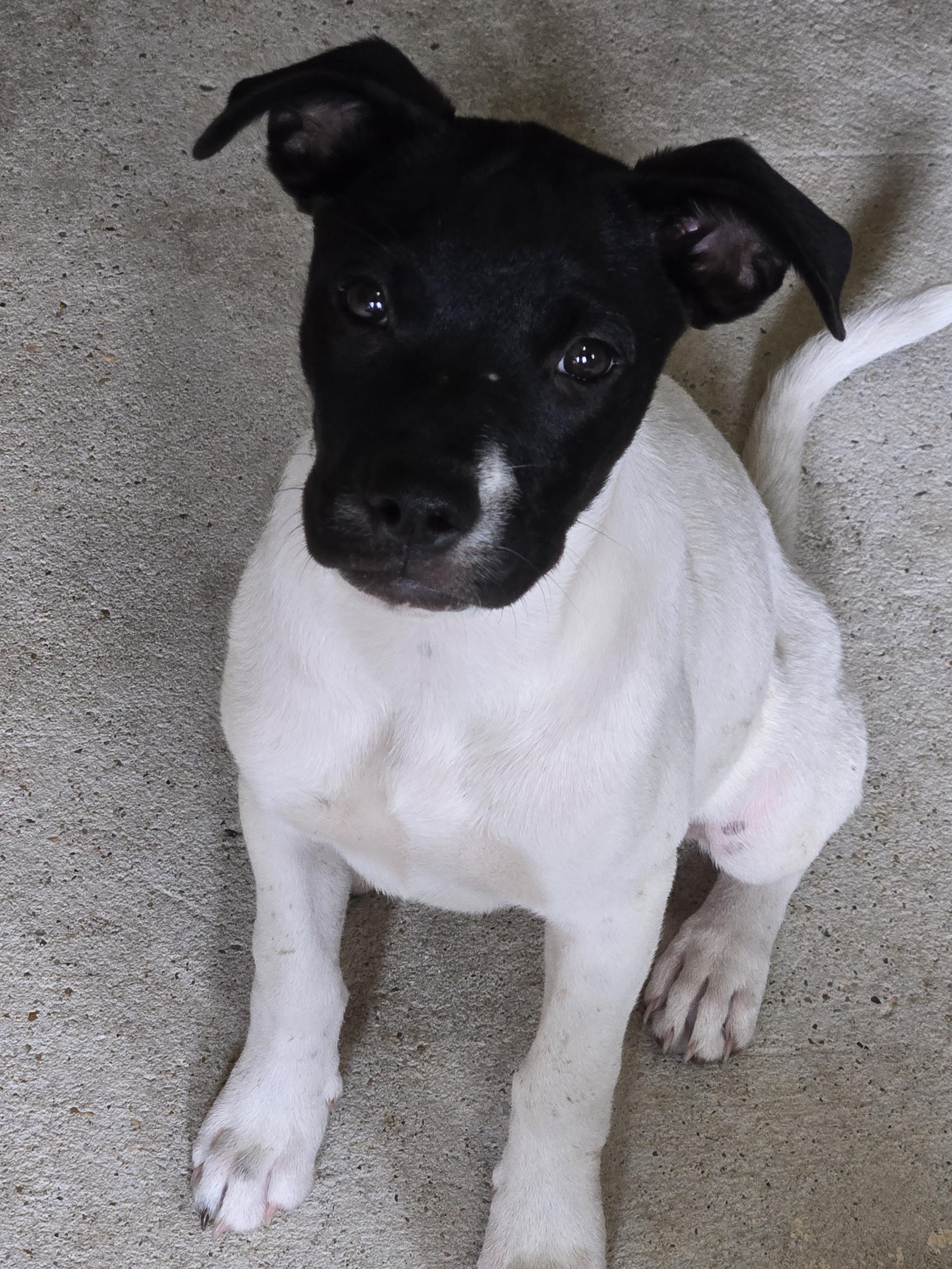 Haddie, a Adoptable mixed breed in Tylertown, MS image 3/5