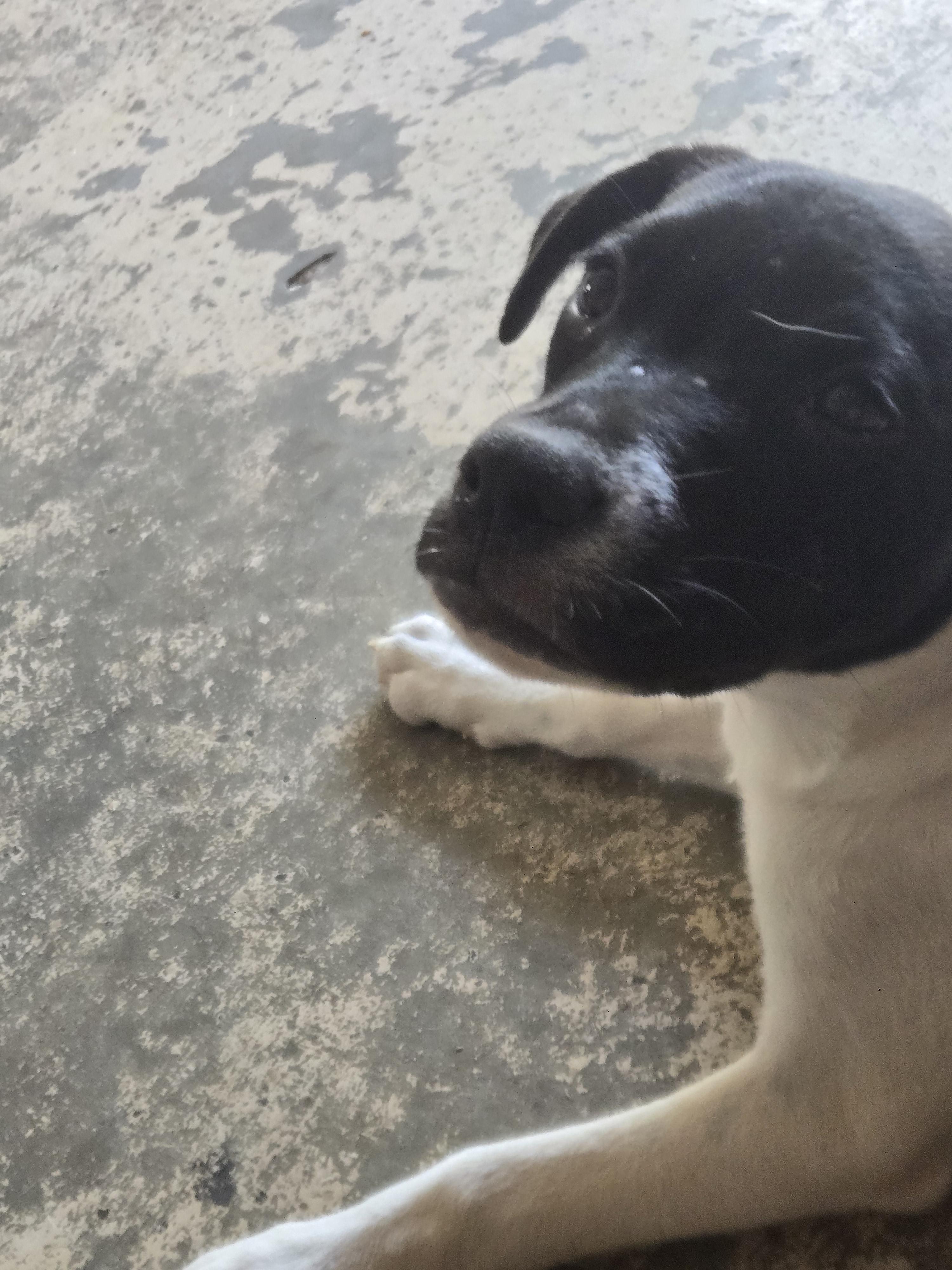 Haddie, a Adoptable mixed breed in Tylertown, MS image 4/5