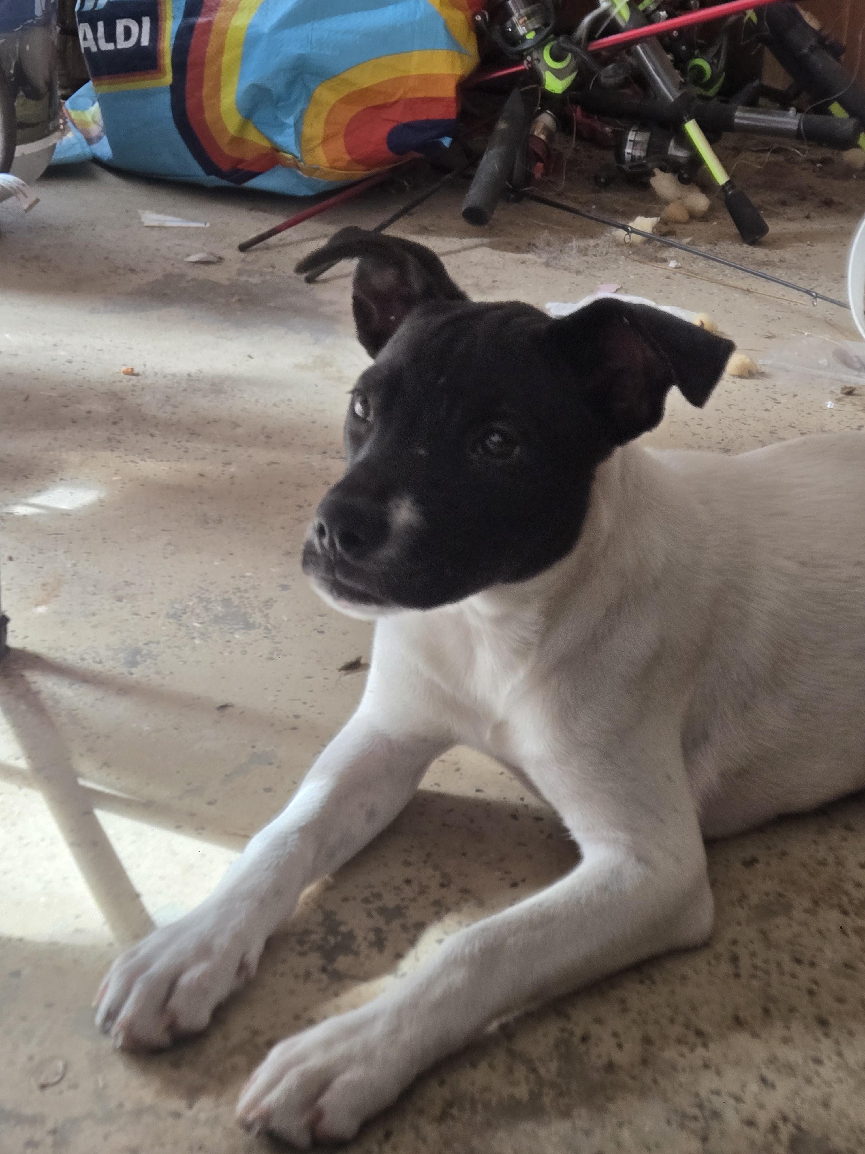 Haddie, a Adoptable mixed breed in Tylertown, MS image 5/5