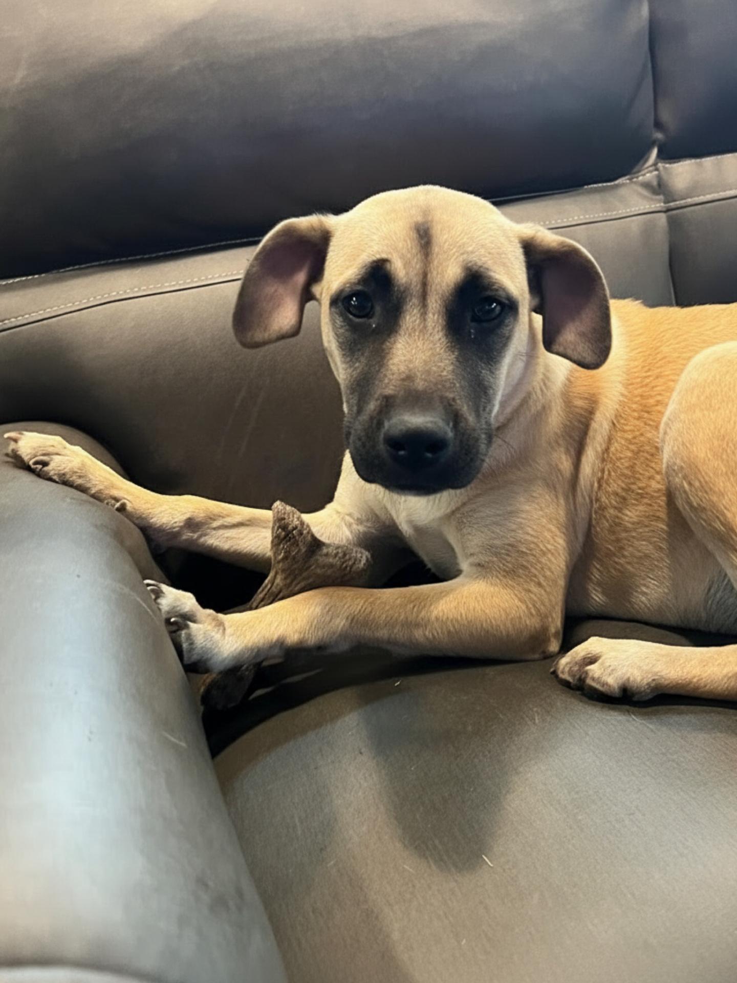 Dipsy, a ADOPTABLE Mixed Breed in richmond, ME image 5/5