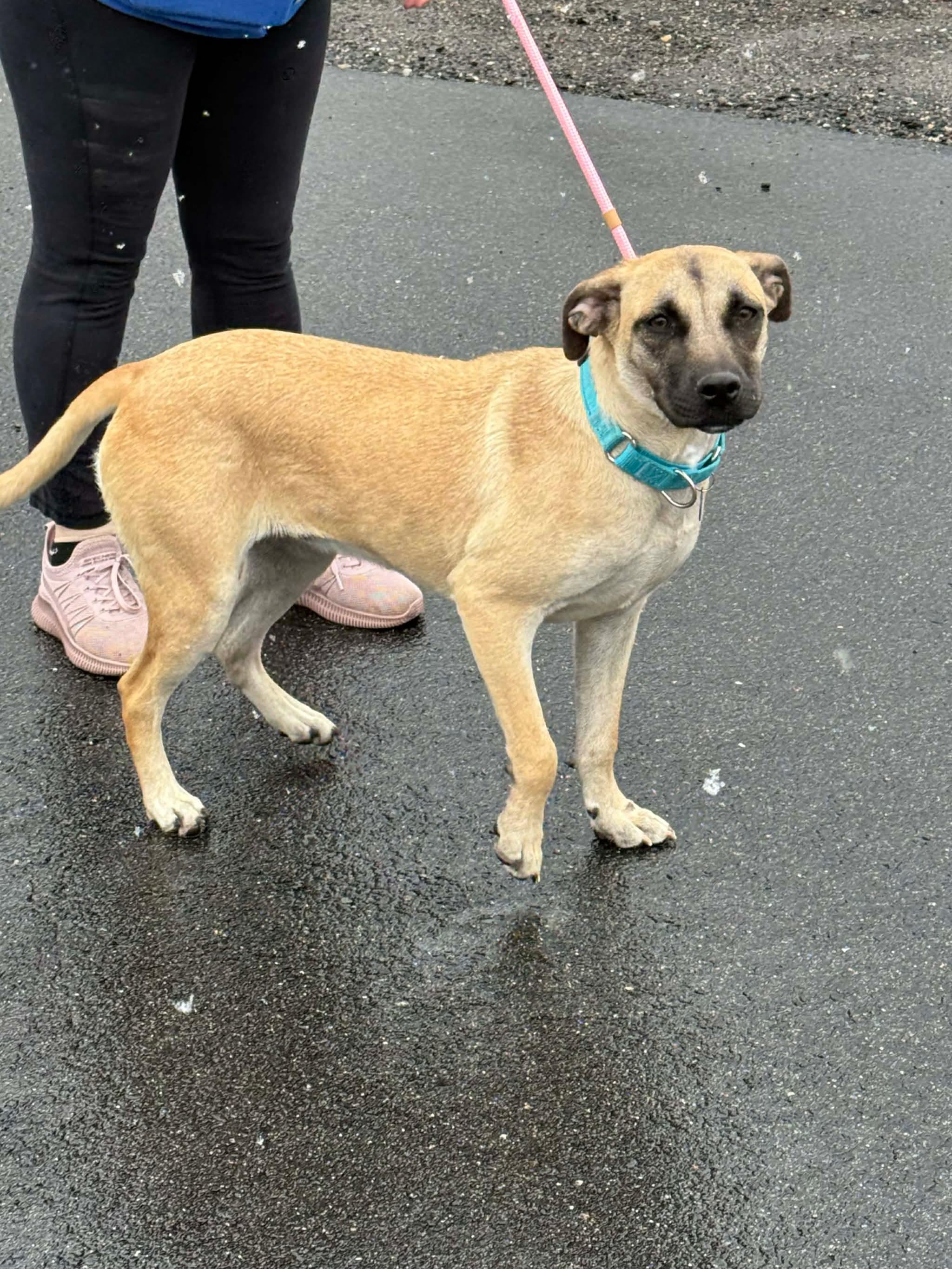 Dipsy, a ADOPTABLE Mixed Breed in richmond, ME image 4/5