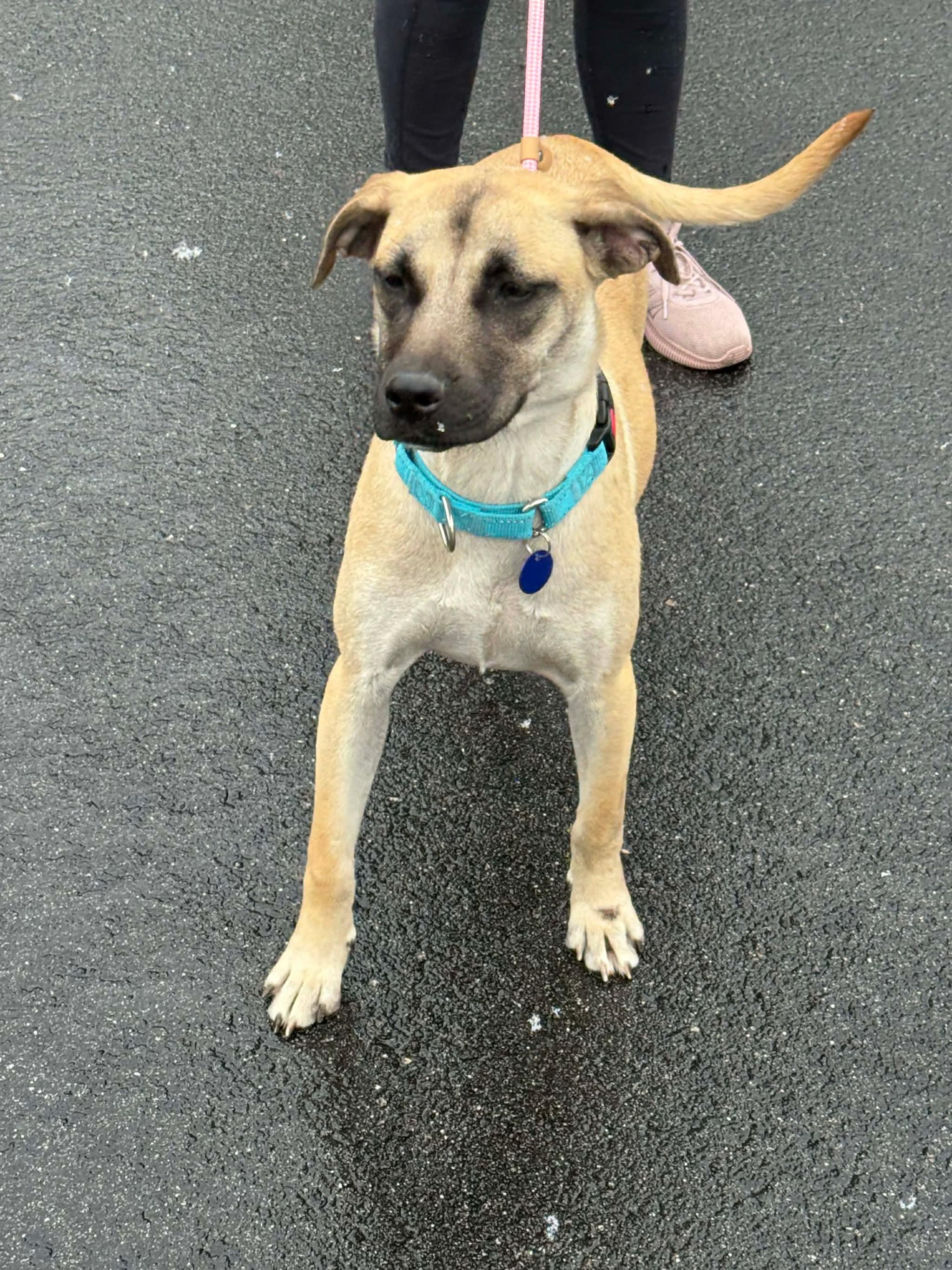 Dipsy, a ADOPTABLE Mixed Breed in richmond, ME image 2/5