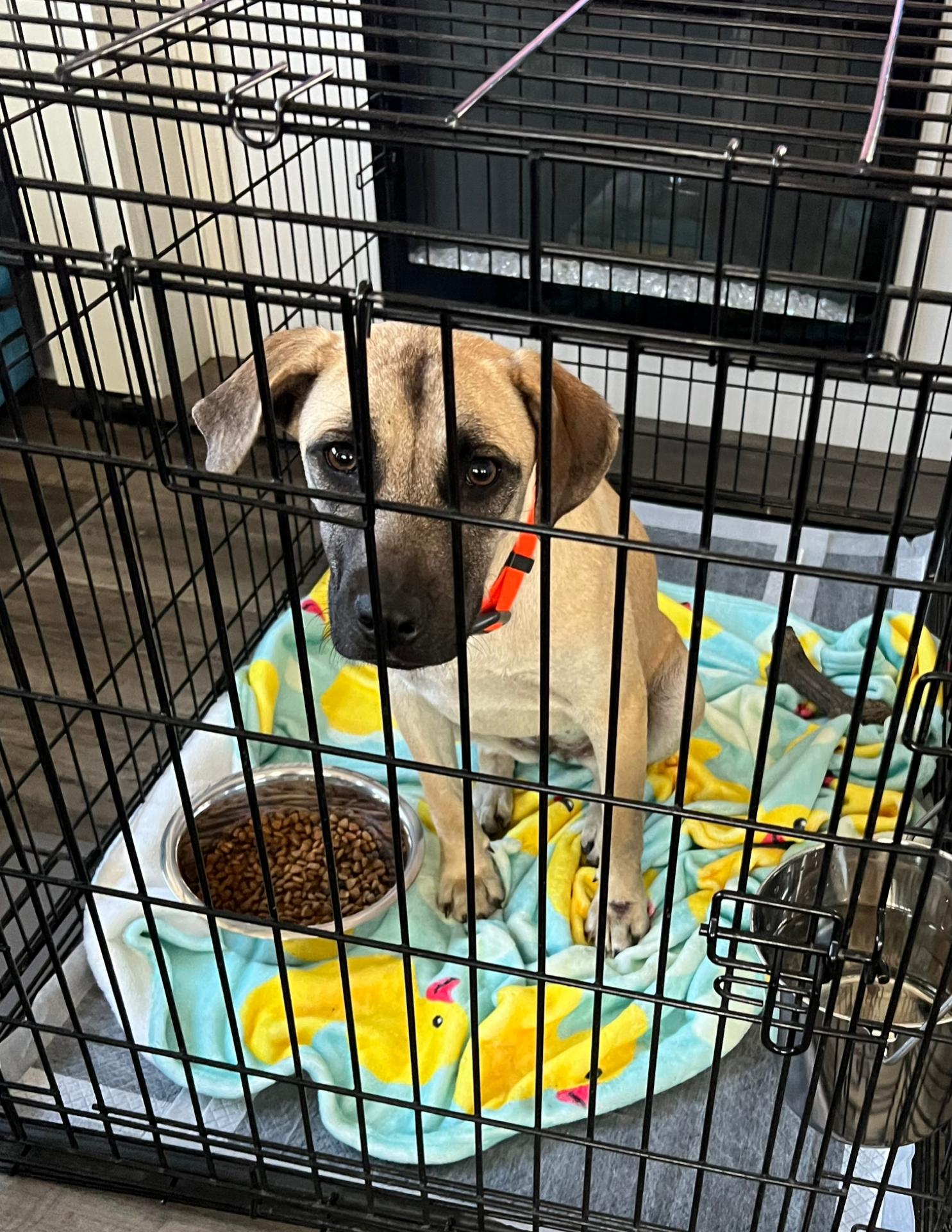 Dipsy, a ADOPTABLE Mixed Breed in richmond, ME image 3/5