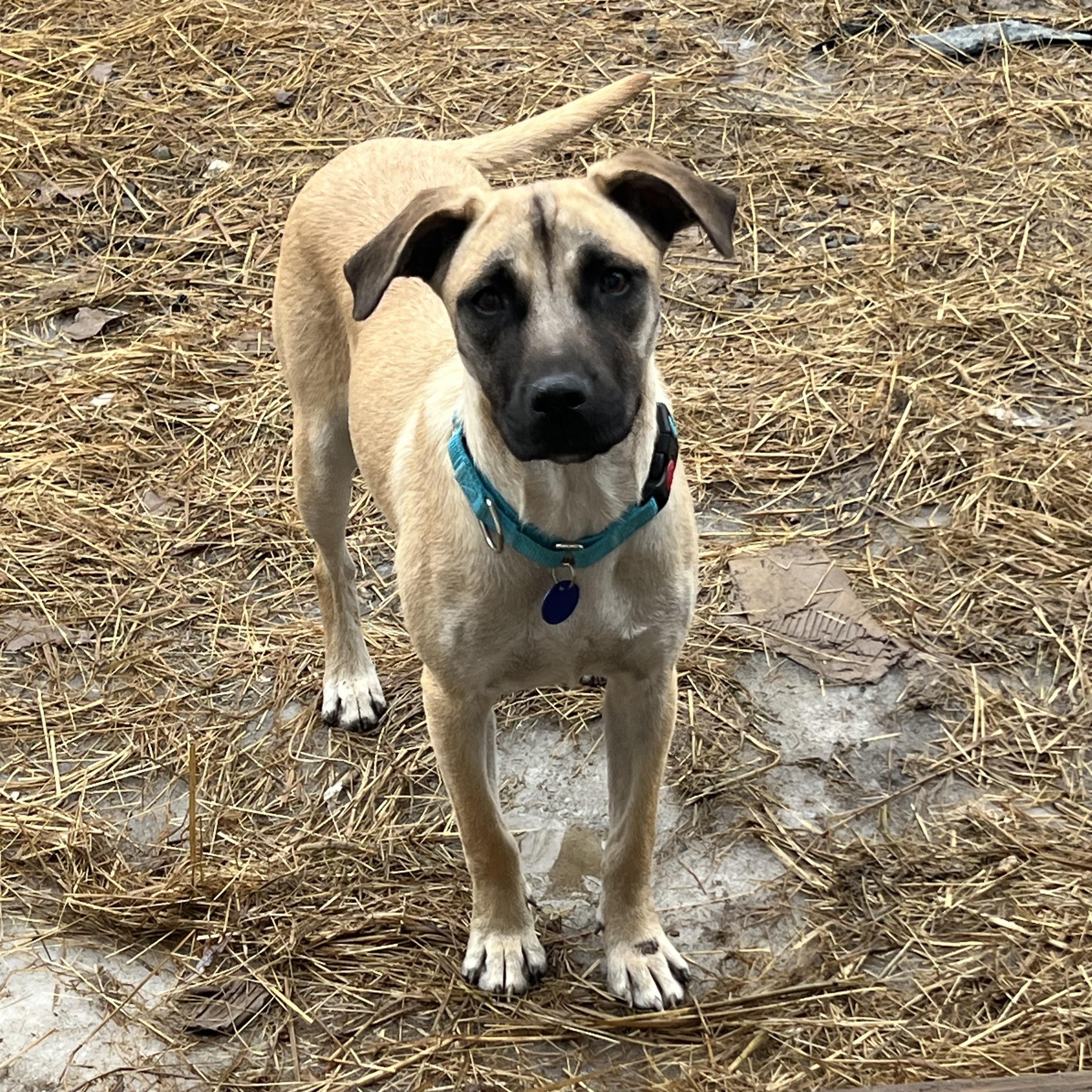 Dipsy, ADOPTABLE, Adult Female Mixed Breed.