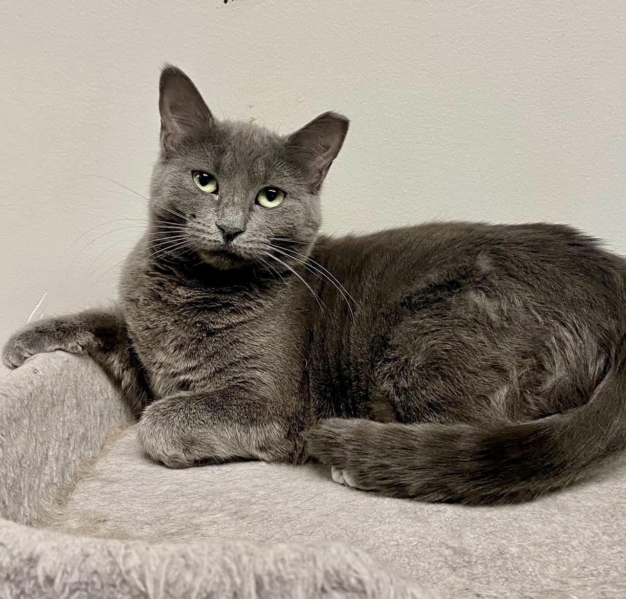 Enlarge Blossom , a ADOPTABLE Domestic Short Hair in Toronto, ON image 2/6