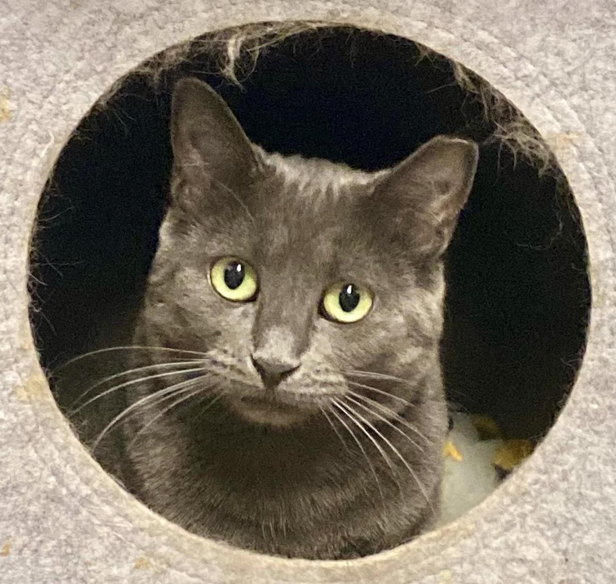 Blossom , ADOPTABLE, Adult Female Domestic Short Hair.