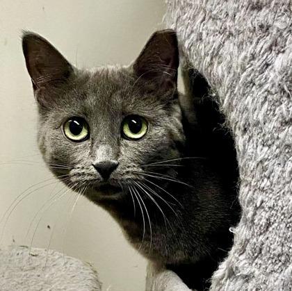 Enlarge Blossom , a ADOPTABLE Domestic Short Hair in Toronto, ON image 5/6