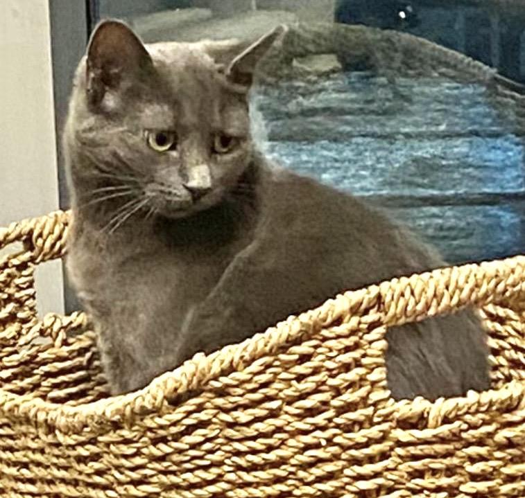 Blossom , ADOPTABLE, Adult Female Domestic Short Hair.