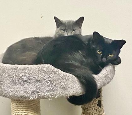 Enlarge Blossom , a ADOPTABLE Domestic Short Hair in Toronto, ON image 6/6