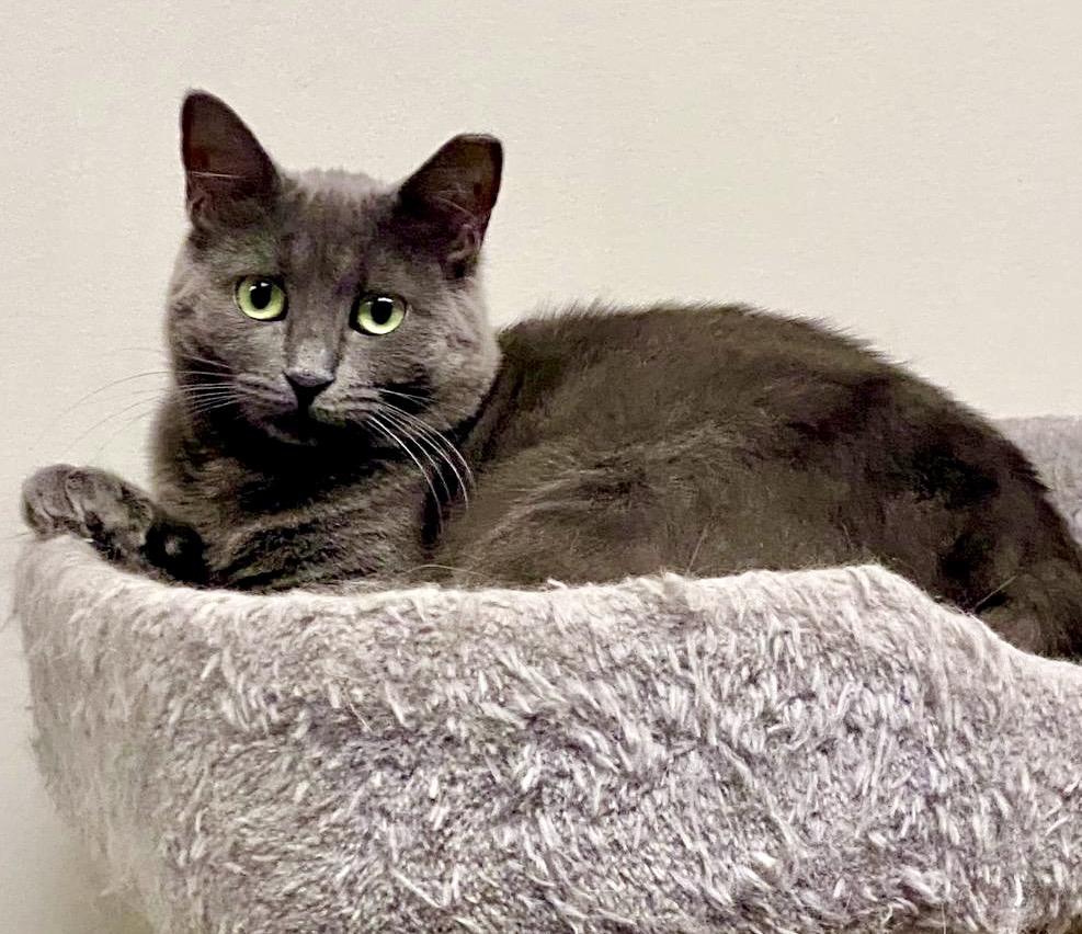 Enlarge Blossom , a ADOPTABLE Domestic Short Hair in Toronto, ON image 6/6