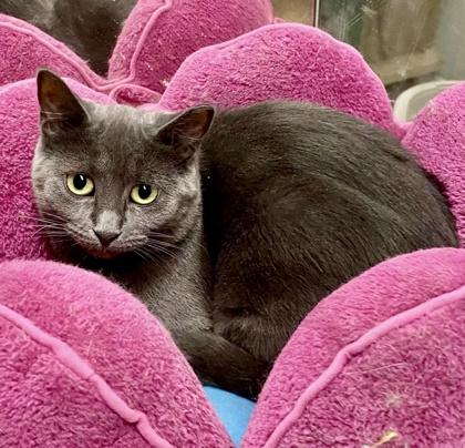 Blossom , ADOPTABLE, Adult Female Domestic Short Hair.