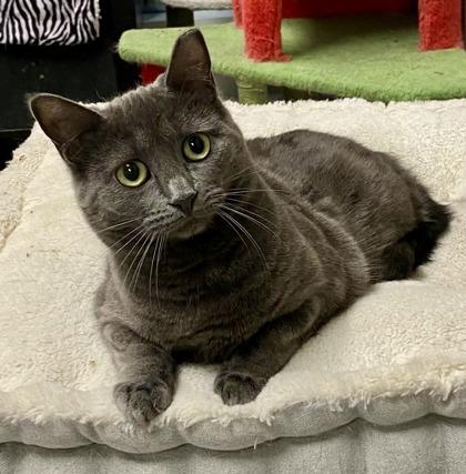 Enlarge Blossom , a ADOPTABLE Domestic Short Hair in Toronto, ON image 4/6