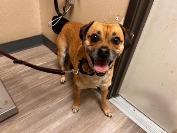 Babirusa, Adoptable, Adult Female Puggle.