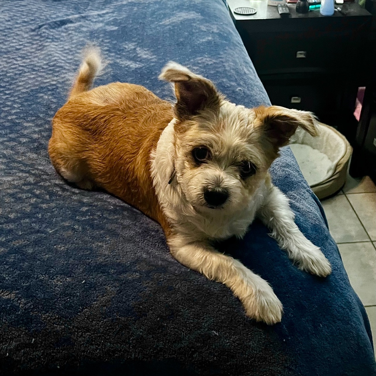 Ellie, Adopted, Adult Female Shih Tzu & Terrier.