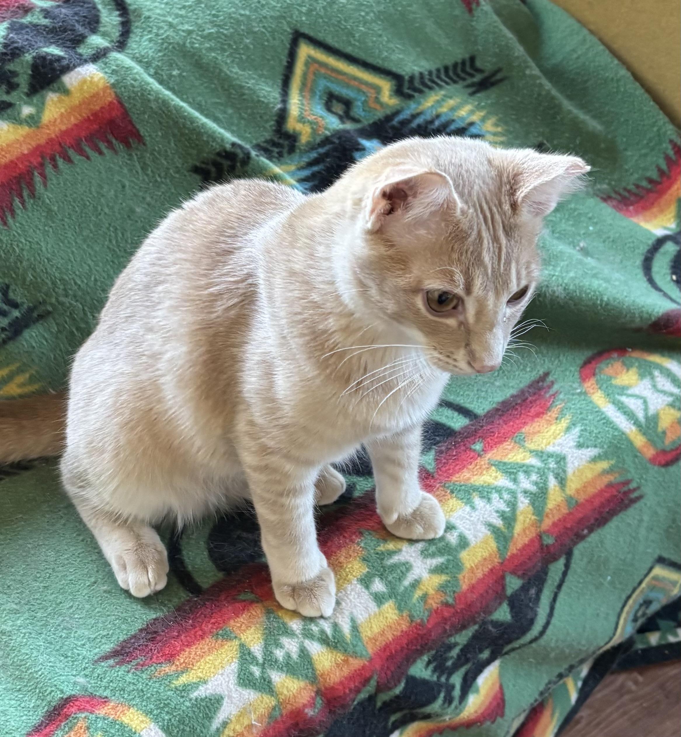 Yoda (call or text Maia (maya 928-282-2604), ADOPTABLE, Young Male Domestic Short Hair.