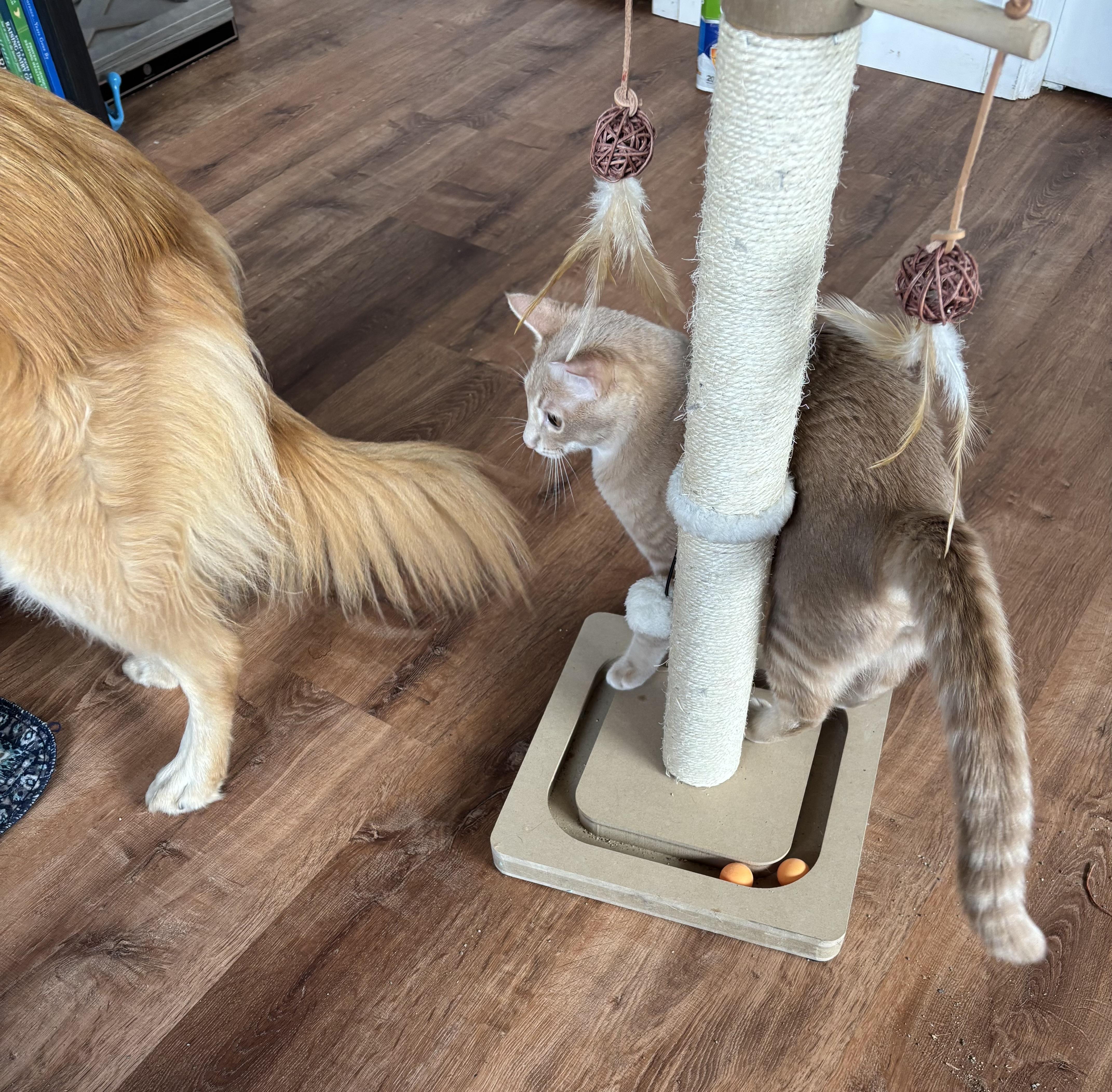 Yoda (call or text Maia (maya 928-282-2604), a ADOPTABLE Domestic Short Hair in Sedona, AZ image 2/4