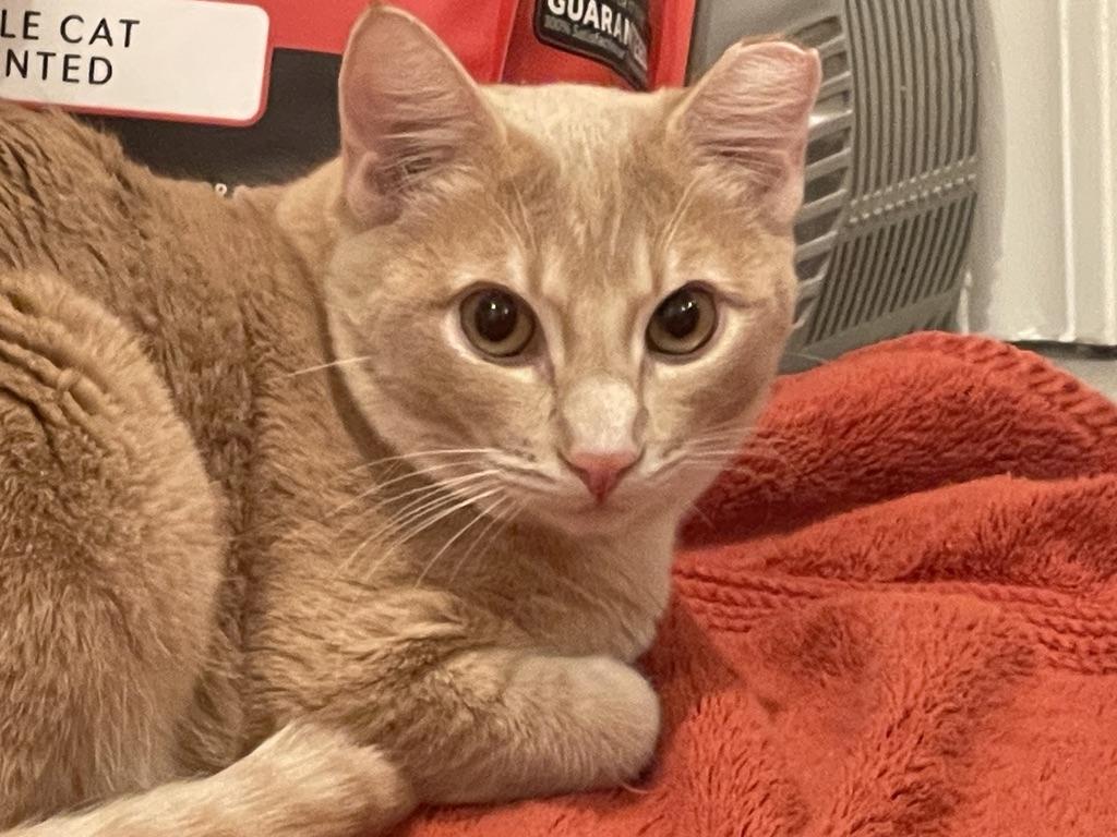 Enlarge Yoda (call or text Maia (maya 928-282-2604), a ADOPTABLE Domestic Short Hair in Sedona, AZ image 1/6