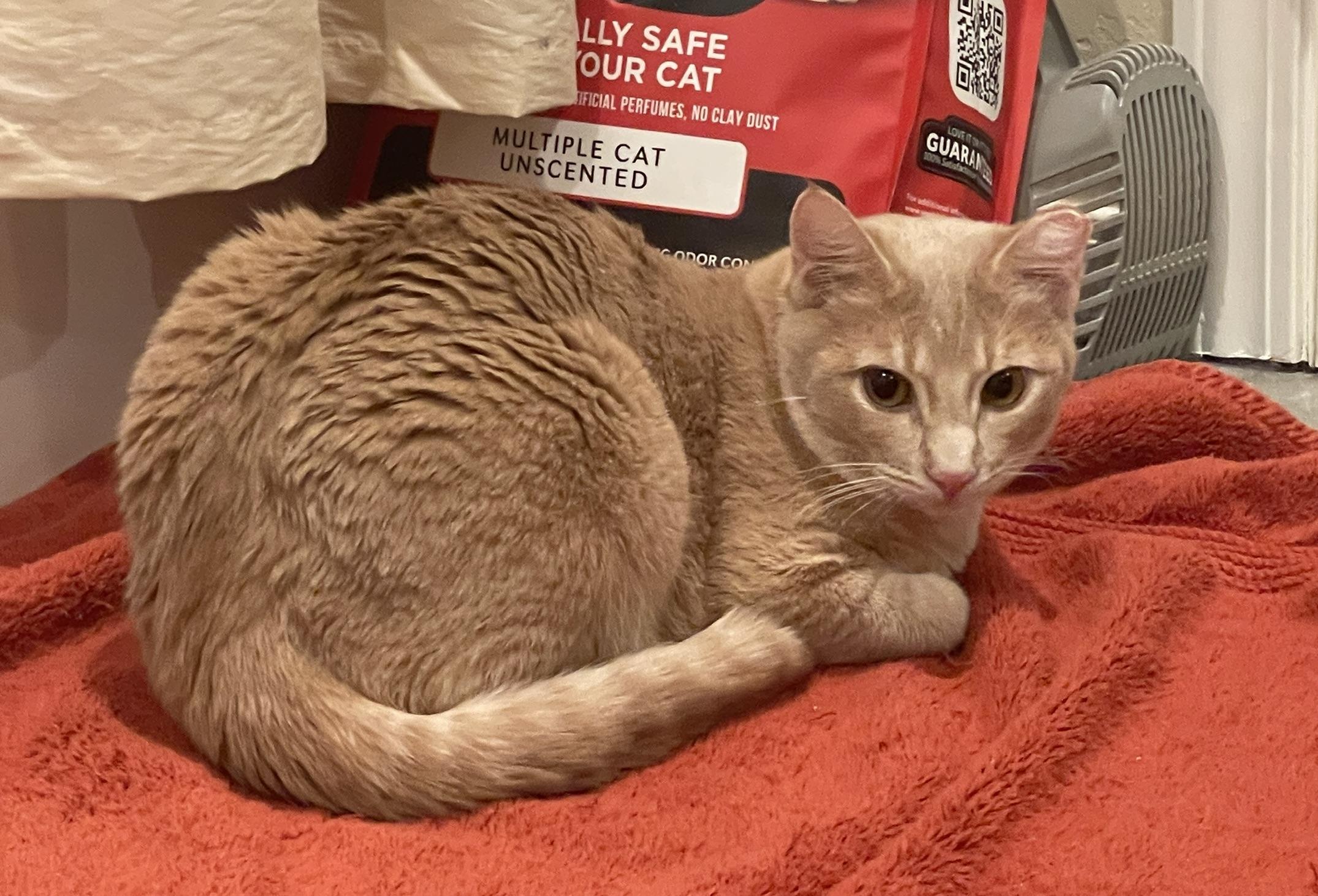 Enlarge Yoda (call or text Maia (maya 928-282-2604), a ADOPTABLE Domestic Short Hair in Sedona, AZ image 6/6