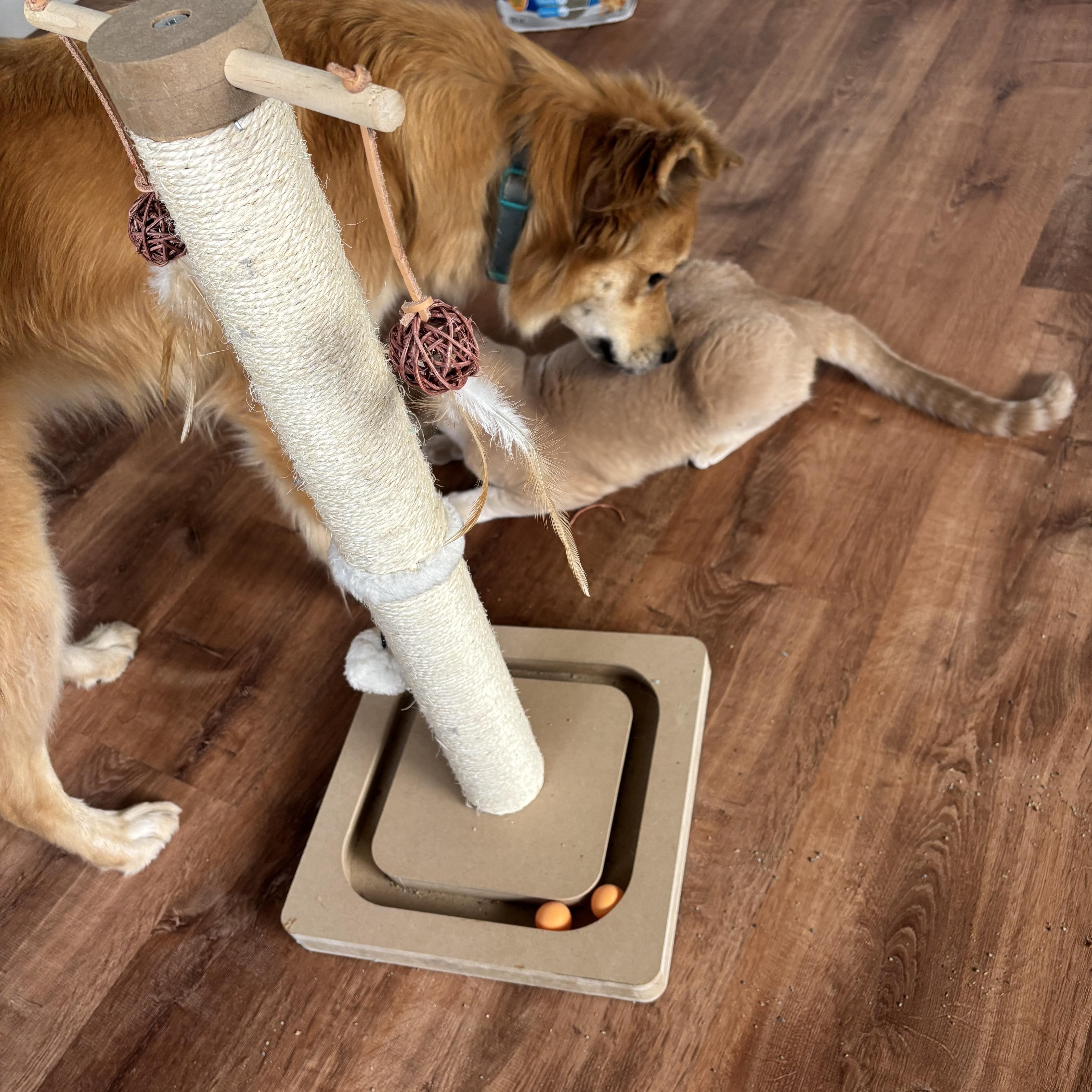 Yoda (call or text Maia (maya 928-282-2604), a ADOPTABLE Domestic Short Hair in Sedona, AZ image 3/4