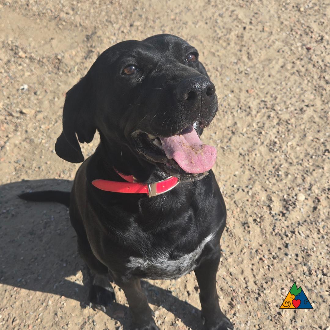 Luna, an adoptable Bluetick Coonhound, Mixed Breed in Douglas, WY, 82633 | Photo Image 1