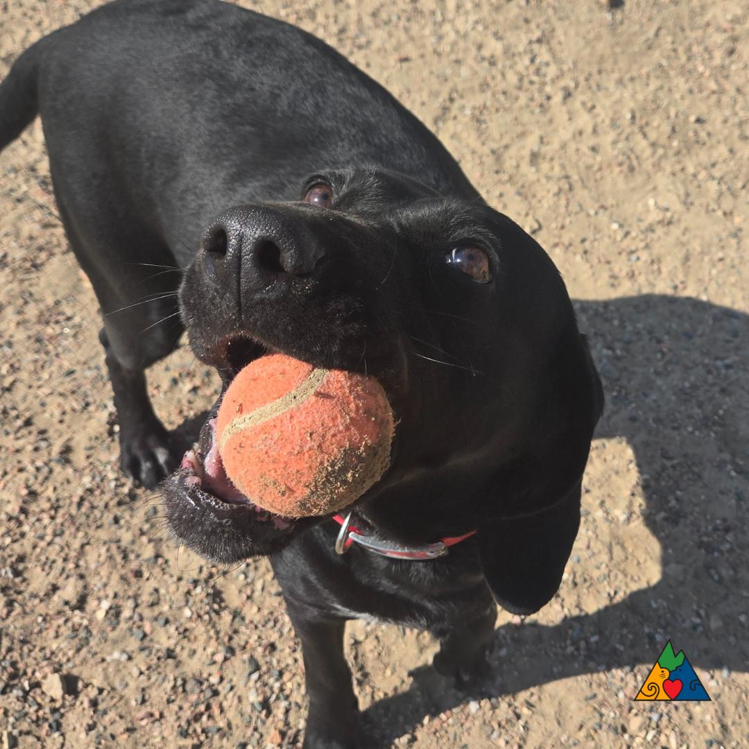 Luna, an adoptable Bluetick Coonhound, Mixed Breed in Douglas, WY, 82633 | Photo Image 3