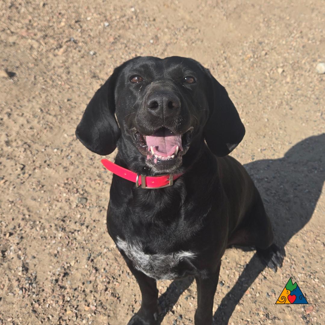 Luna, an adoptable Bluetick Coonhound, Mixed Breed in Douglas, WY, 82633 | Photo Image 4