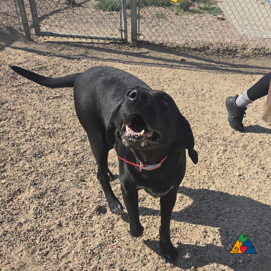 Luna, an adoptable Bluetick Coonhound, Mixed Breed in Douglas, WY, 82633 | Photo Image 5