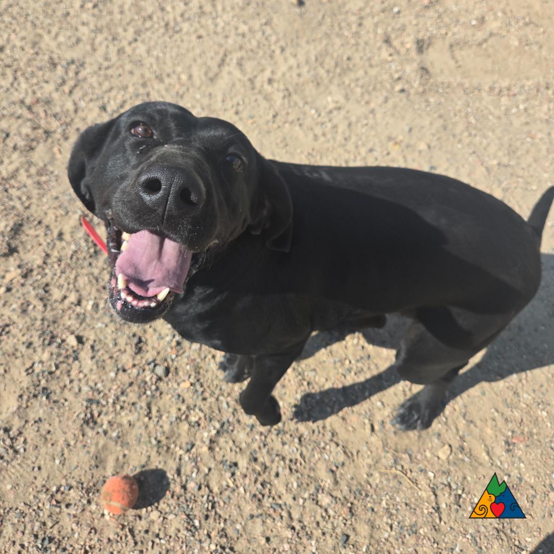 Luna, an adoptable Bluetick Coonhound, Mixed Breed in Douglas, WY, 82633 | Photo Image 6