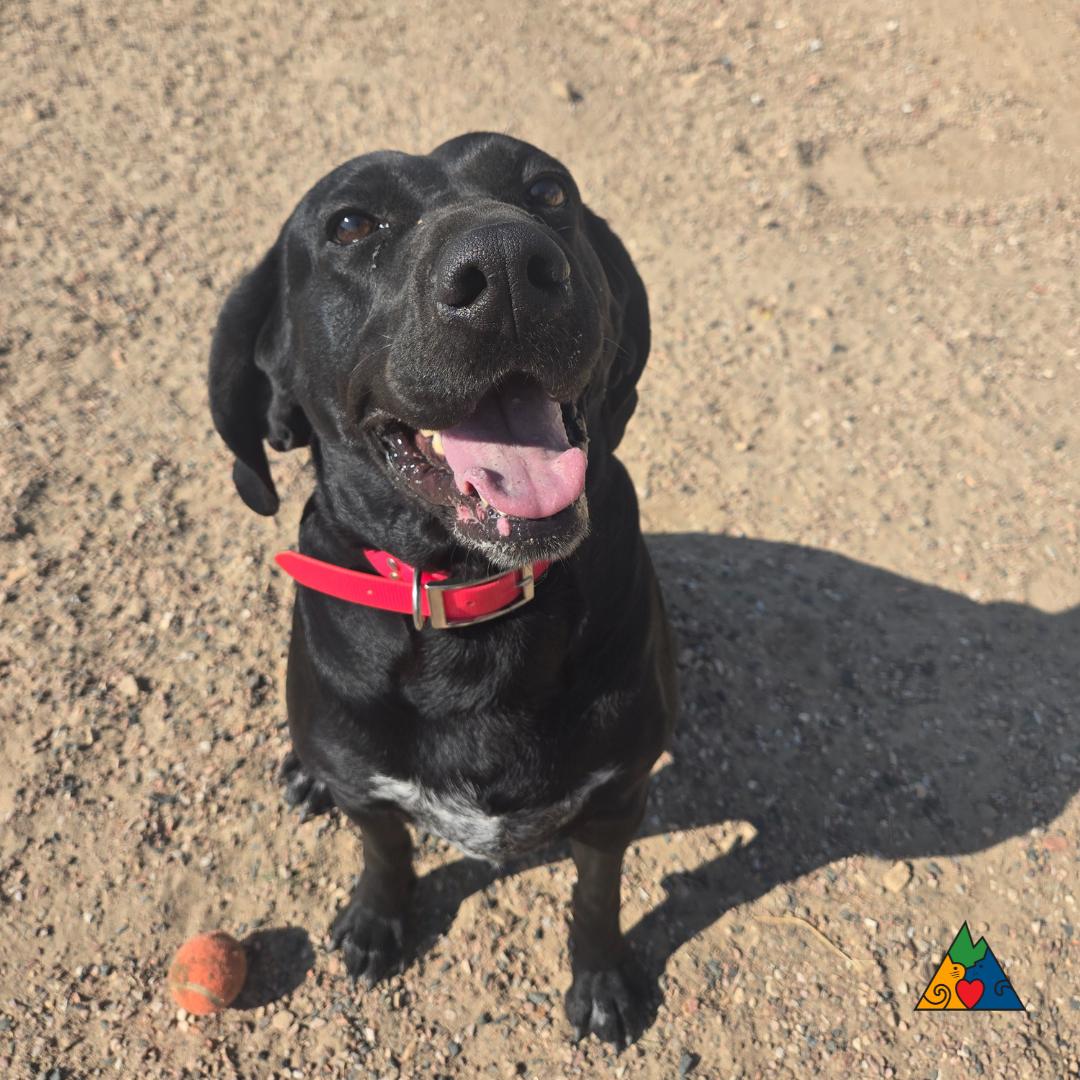 Luna, an adoptable Bluetick Coonhound, Mixed Breed in Douglas, WY, 82633 | Photo Image 2